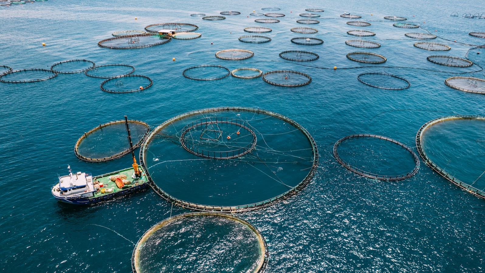 The world is farming more seafood than it catches. Is that a good thing?