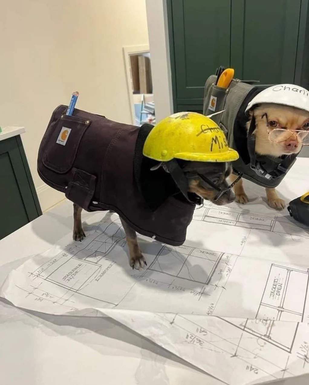 two chihuahua sized dogs, standing on a table, dressed in construction worker costumes, as if they are surveying construction blueprints