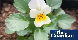 Flowers ‘giving up’ on scarce insects and evolving to self-pollinate, say scientists