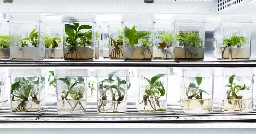 Bioengineers design a new plant to purify air faster than nature