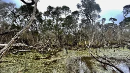 Study uncovers earliest evidence of humans using fire to shape the landscape of Tasmania