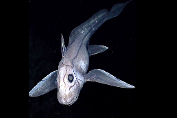 New "ghost shark" species with giant eyes found thousands of feet deep