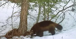 Wolverines vanished from California a century ago. Is it time to bring them back?