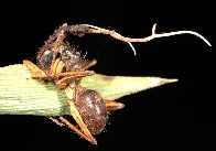 Meet The ZOMBIE Ants!! Some info and cool pictures!