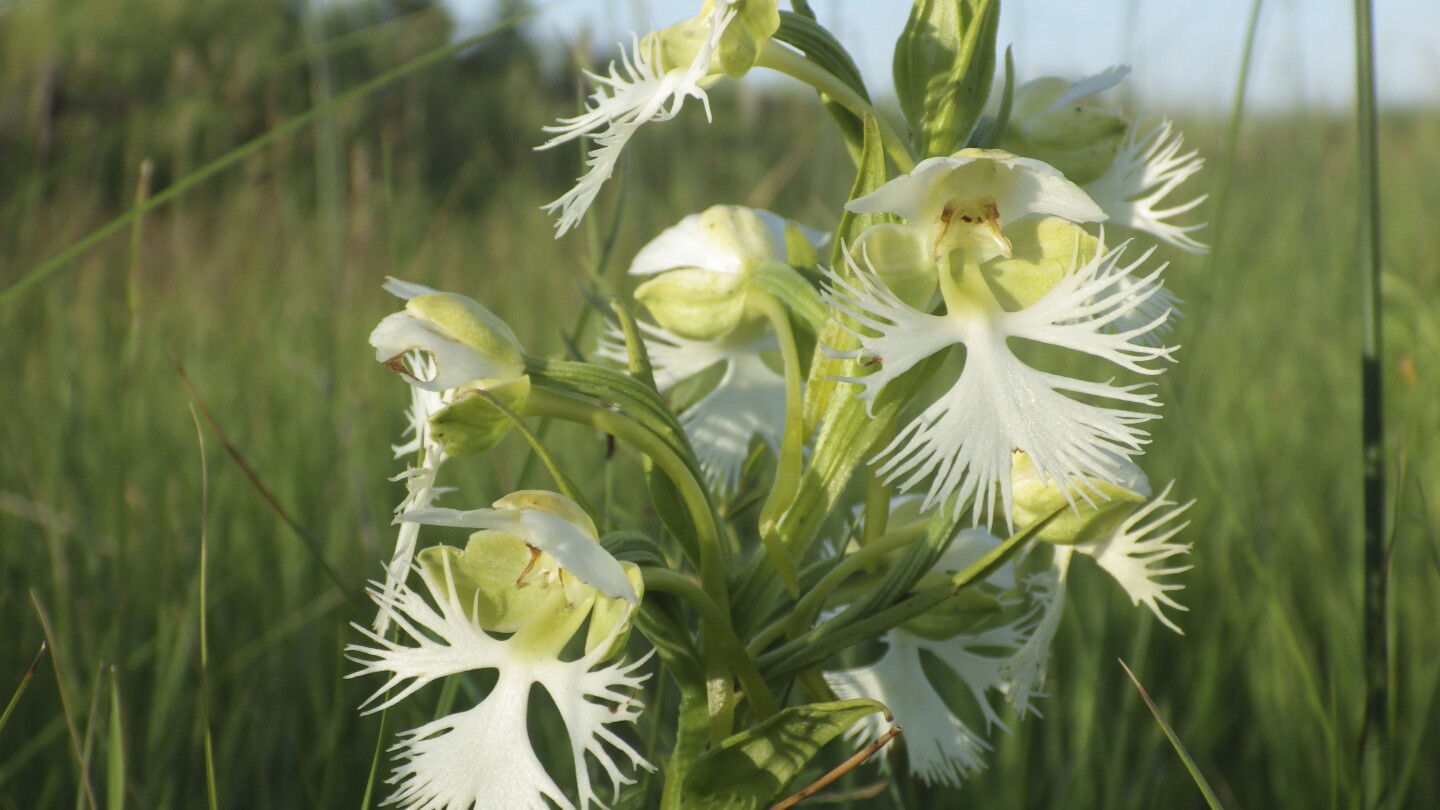 A rare orchid survives on a few tracts of prairie. Researchers want to learn its secrets