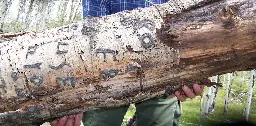 Arborglyphs – Basque immigrant sheepherders left their marks on aspen trees in the American West