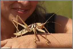 Saga Ephippigera - the largest, carnivorous, bush cricket