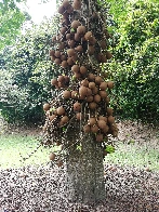 Cannonball tree