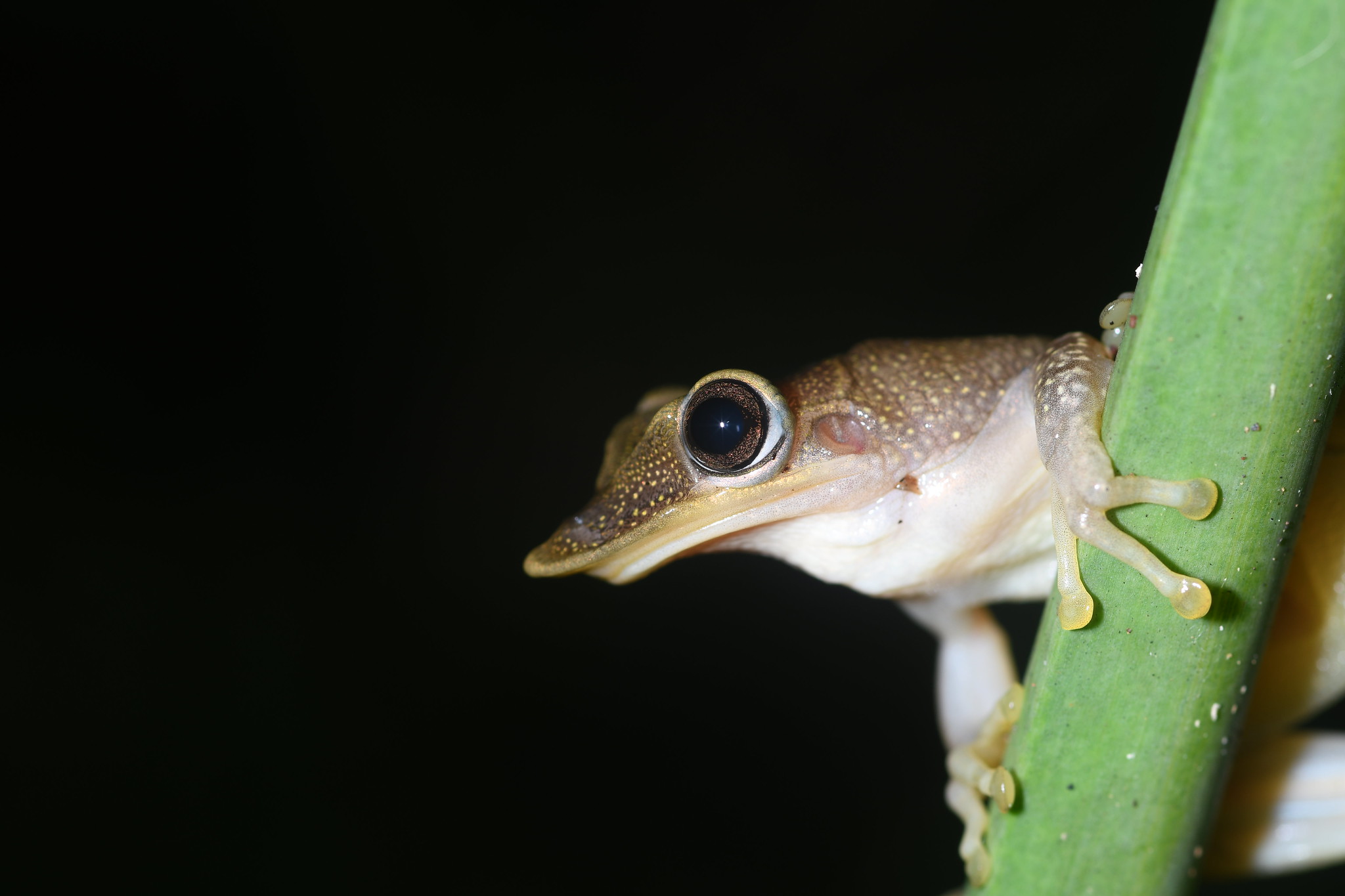 Yucatan casquehead tree frog