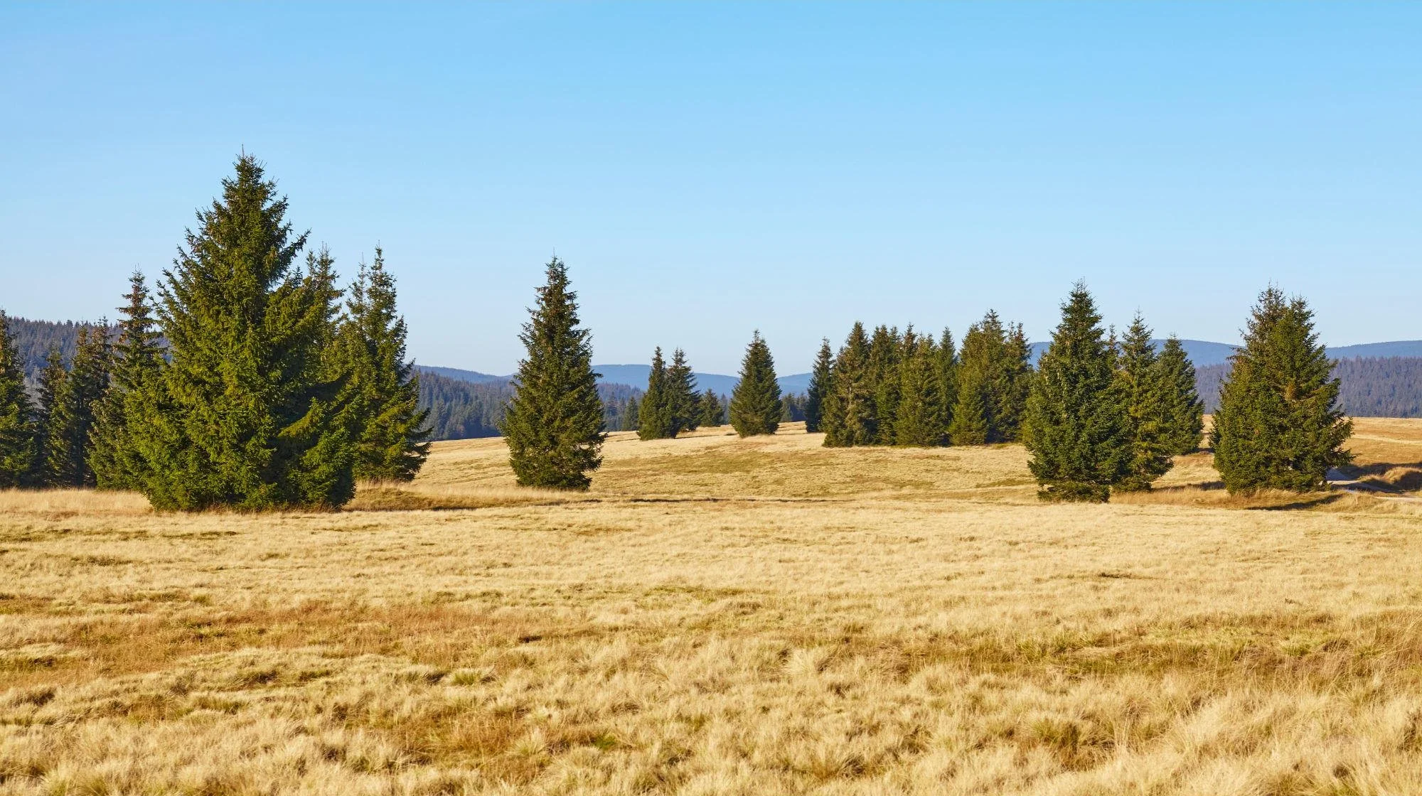 Climate Crisis Worsens: New Study Shows Peatlands Losing Battle Against Drought