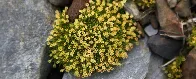 Flowers Are Spreading in Antarctica as Summer Temperatures Soar