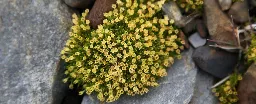 Flowers Are Spreading in Antarctica as Summer Temperatures Soar