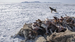 In Mongolia, a Killer Winter Is Ravaging Herds and a Way of Life
