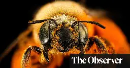 ‘Bees are sentient’: inside the stunning brains of nature’s hardest workers