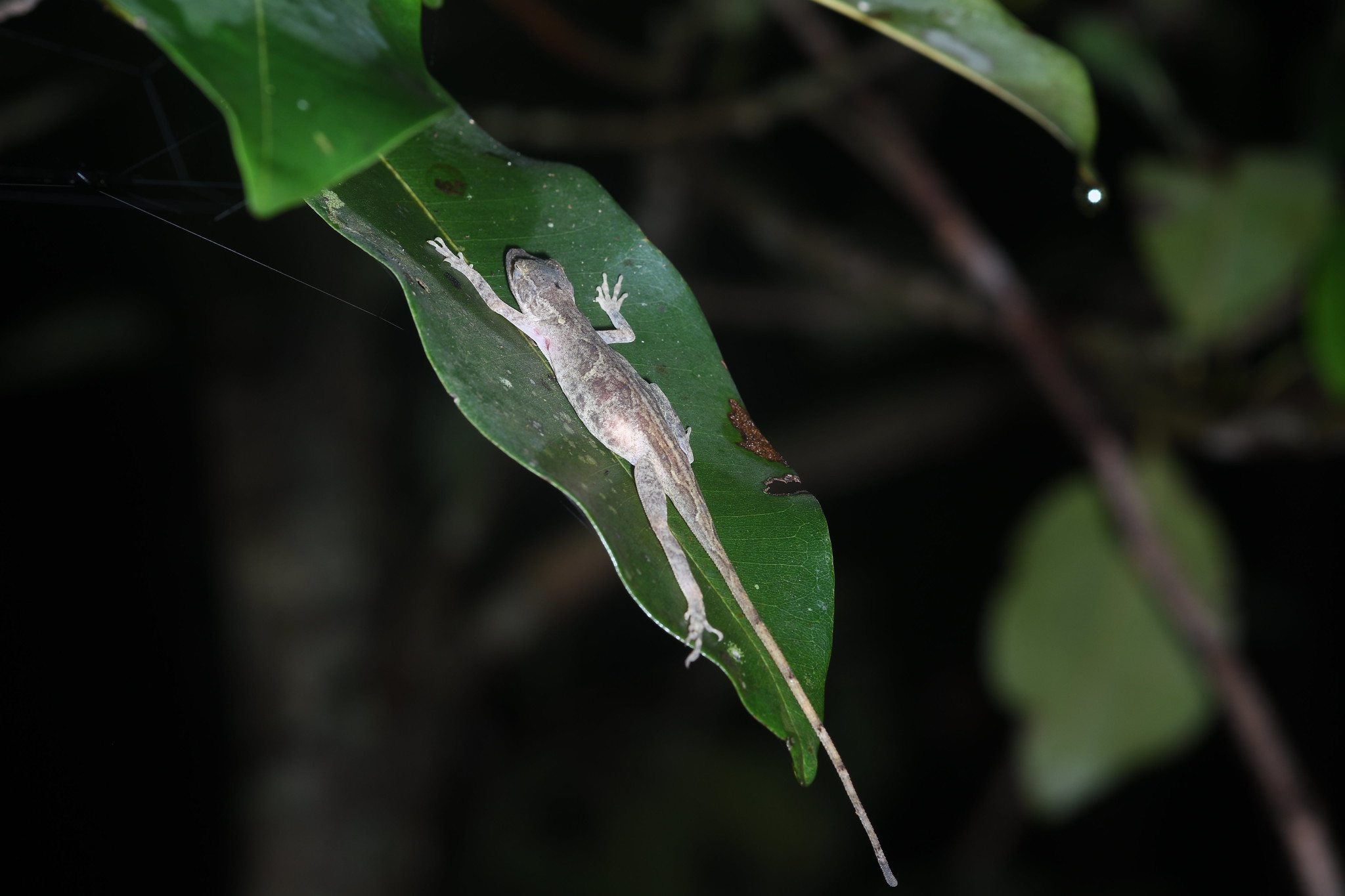 Anole sleeping