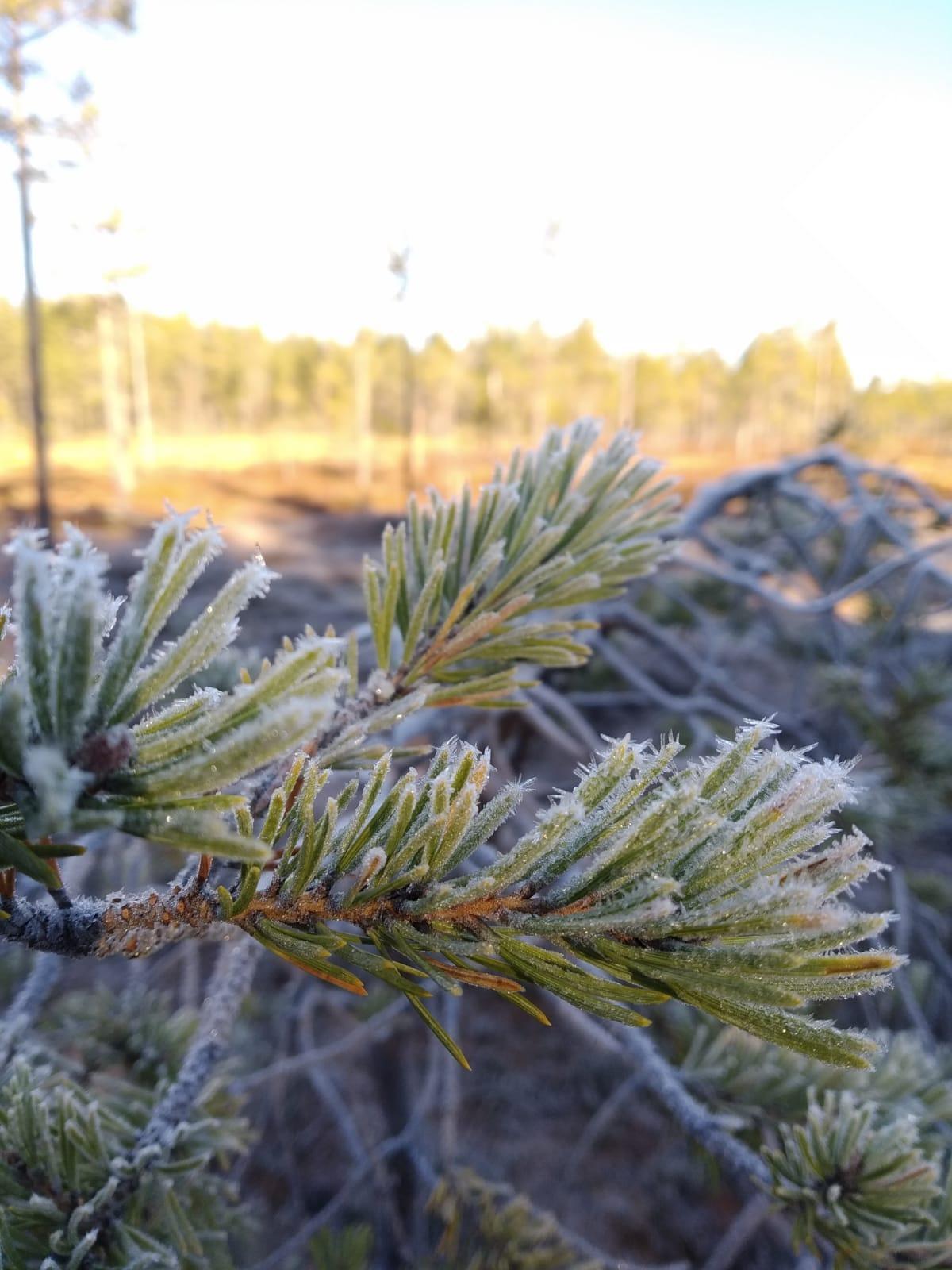 Delicate ice crystals on needles of a conifer formed by fog during a cold night.