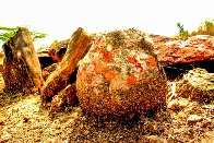 Stones worshipped by Indian villagers turn out to be dinosaur eggs