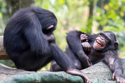 No joking: Great apes can be silly and playfully tease each other, finds study