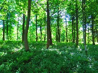 Forests with multiple tree species are 70% more effective as carbon sinks than monoculture forests, study finds