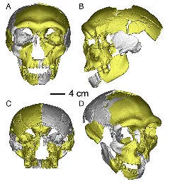 Remains found in China may belong to third human lineage