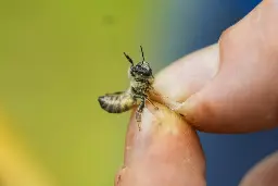 Nearly half of US honeybee colonies died last year. Struggling beekeepers stabilize population