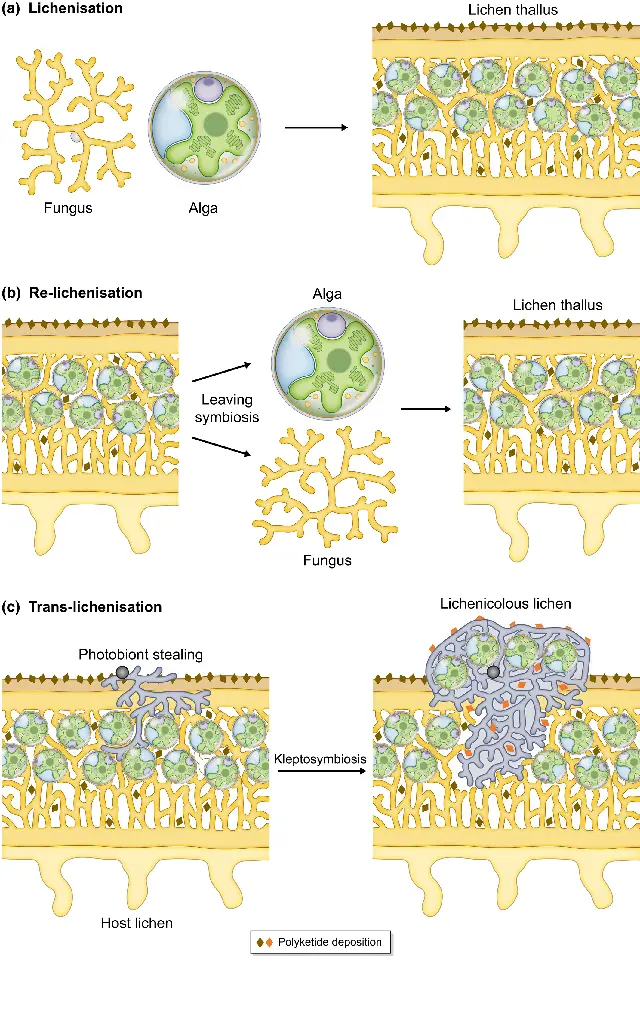Lichen Structure