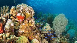 Scientists are using underwater speakers to help restore degraded coral reefs: Study