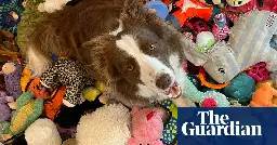 Dogs can remember names of toys years after not seeing them, study shows