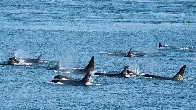 Orcas Explain Why They Are Attacking Boats