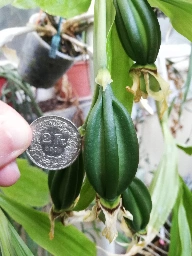 Fruits of Chysis laevis (Swiss 2 francs coin for scale) [OC]