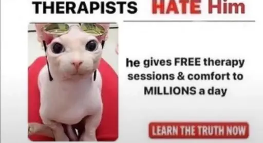 Picture of Bingus (a sphynx cat) with the text "Therapists hate him. he gives free therapy sessions & comfort to millions a day. Learn the truth now."