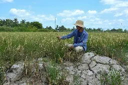Vietnam's 'rice bowl' cracks in monster heat wave