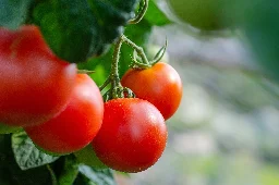 New discoveries regarding tomato hormones can increase total yield