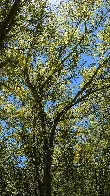 Under the canopy of a blooming Palo Verde tree