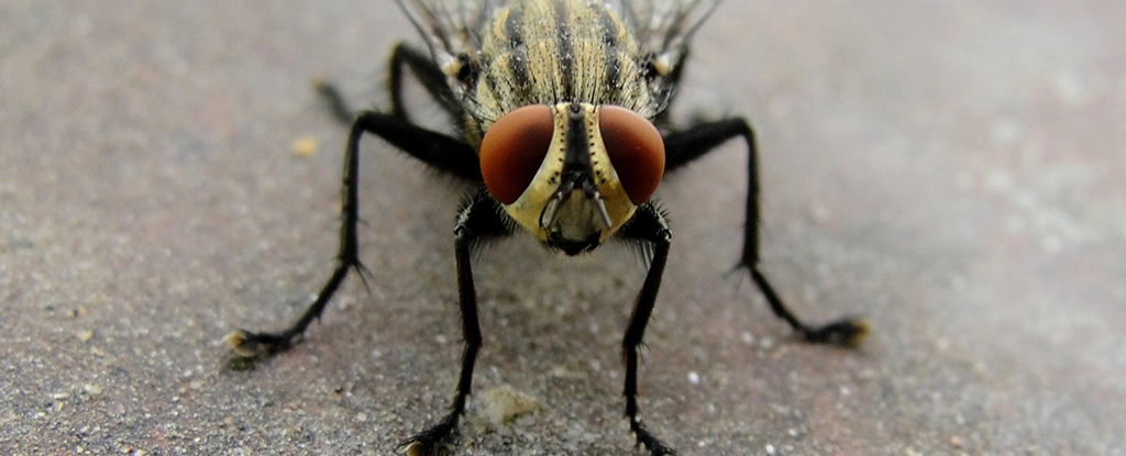 Bizarre Discovery of Intact Housefly in Man's Intestines Shocks Doctors