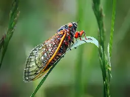 A ‘Double Brood’ of Periodical Cicadas Will Emerge in 2024