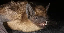 Serotine bats have sex unlike any other mammal