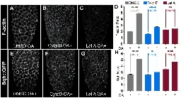 The mechanics of ovulation: Study explains how muscle-like fibers help eggs squeeze out from follicle