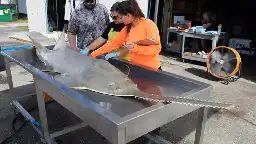 Sawfish in Florida are 'spinning, whirling' before they die. Researchers look for answers.