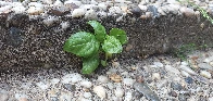 Basil as a weed?