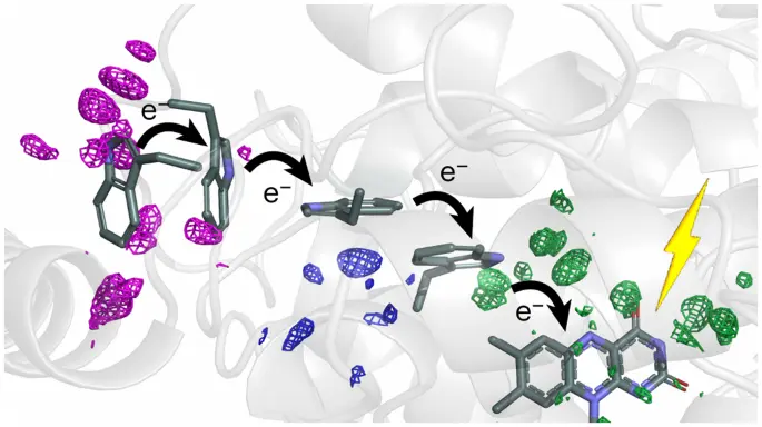 Directed ultrafast conformational changes accompany electron transfer in a photolyase as resolved by serial crystallography - Nature Chemistry