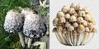 Google Serving AI-Generated Images of Mushrooms Could Have 'Devastating Consequences'