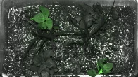 PhD student bioengineers potato plant to detect gamma radiation