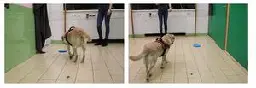 The way dogs see the world: Objects are more salient to smarter dogs