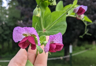 Field pea flowers!