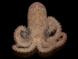Heat stress from ocean warming harms octopus vision