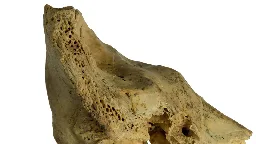 Fossilized skull of Neanderthal child with Down syndrome reveals communal caregiving among species