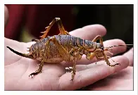 Meet The Giant Wētā......The Colossus of Insects! Pictures and fun facts!