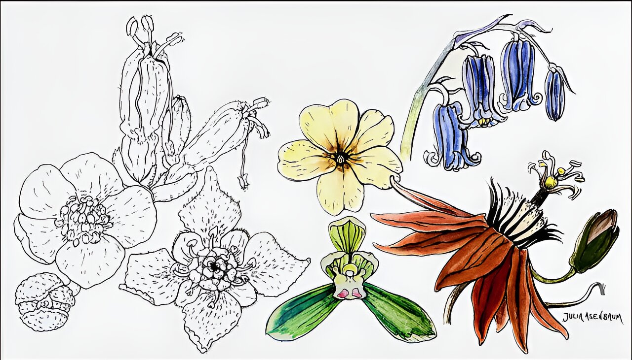 Floral time travel: Flowers were more diverse 100 million years ago than they are today