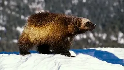 Wolverines receive protection under Endangered Species Act as climate change threatens their habitat | CNN